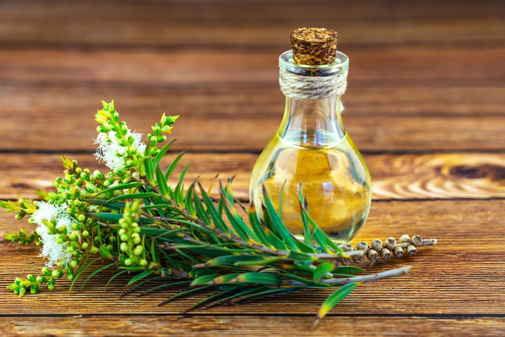bottle of tea tree oil